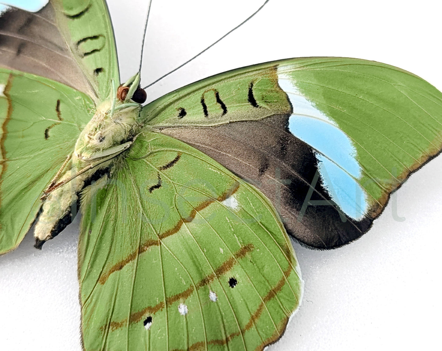 Nessaea hewitsoni ♀  Schmetterling InsectArt