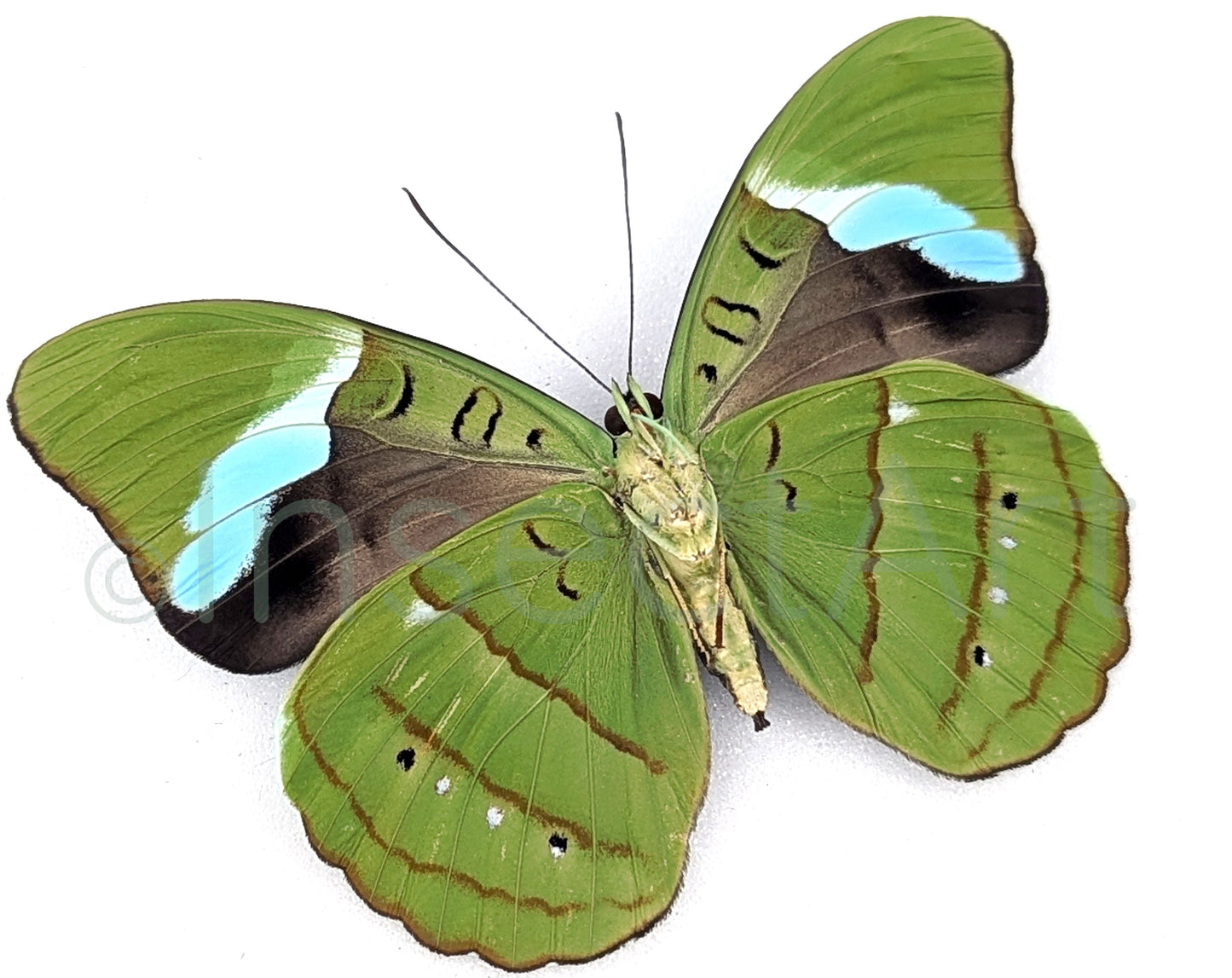 Nessaea hewitsoni ♀  Schmetterling InsectArt