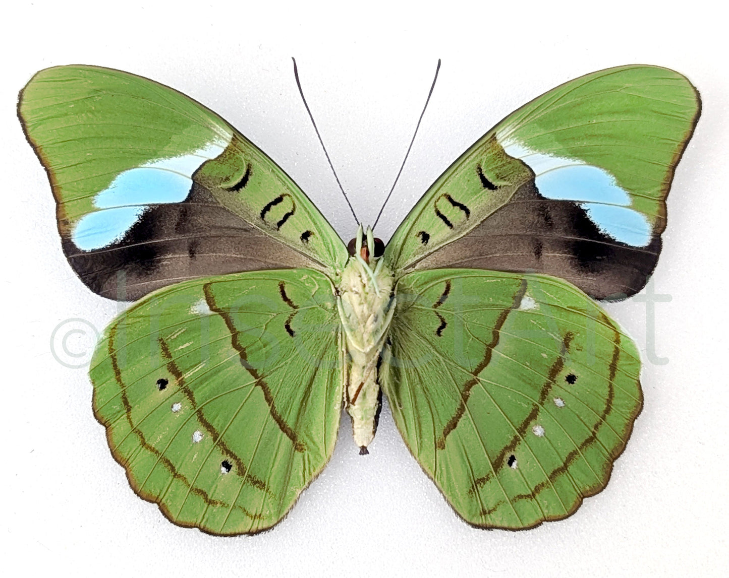 Nessaea hewitsoni ♀  Schmetterling InsectArt