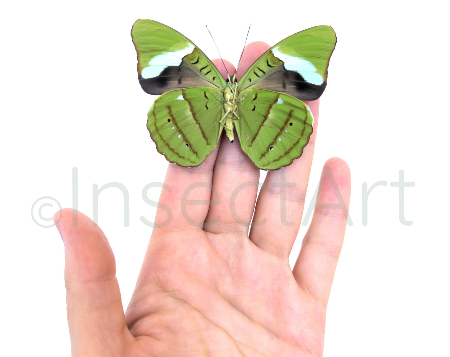 Nessaea hewitsoni ♀  Schmetterling InsectArt