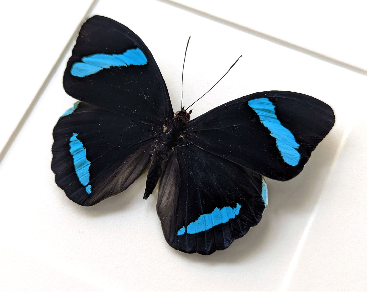 Nessaea hewitsoni ♂  Schmetterling InsectArt