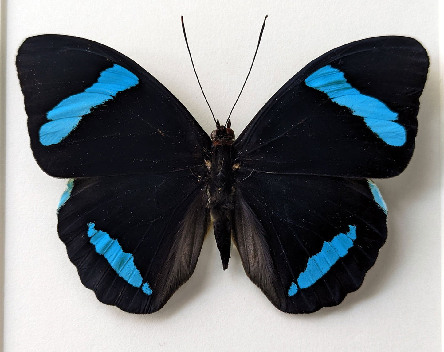 Nessaea hewitsoni ♂  Schmetterling InsectArt