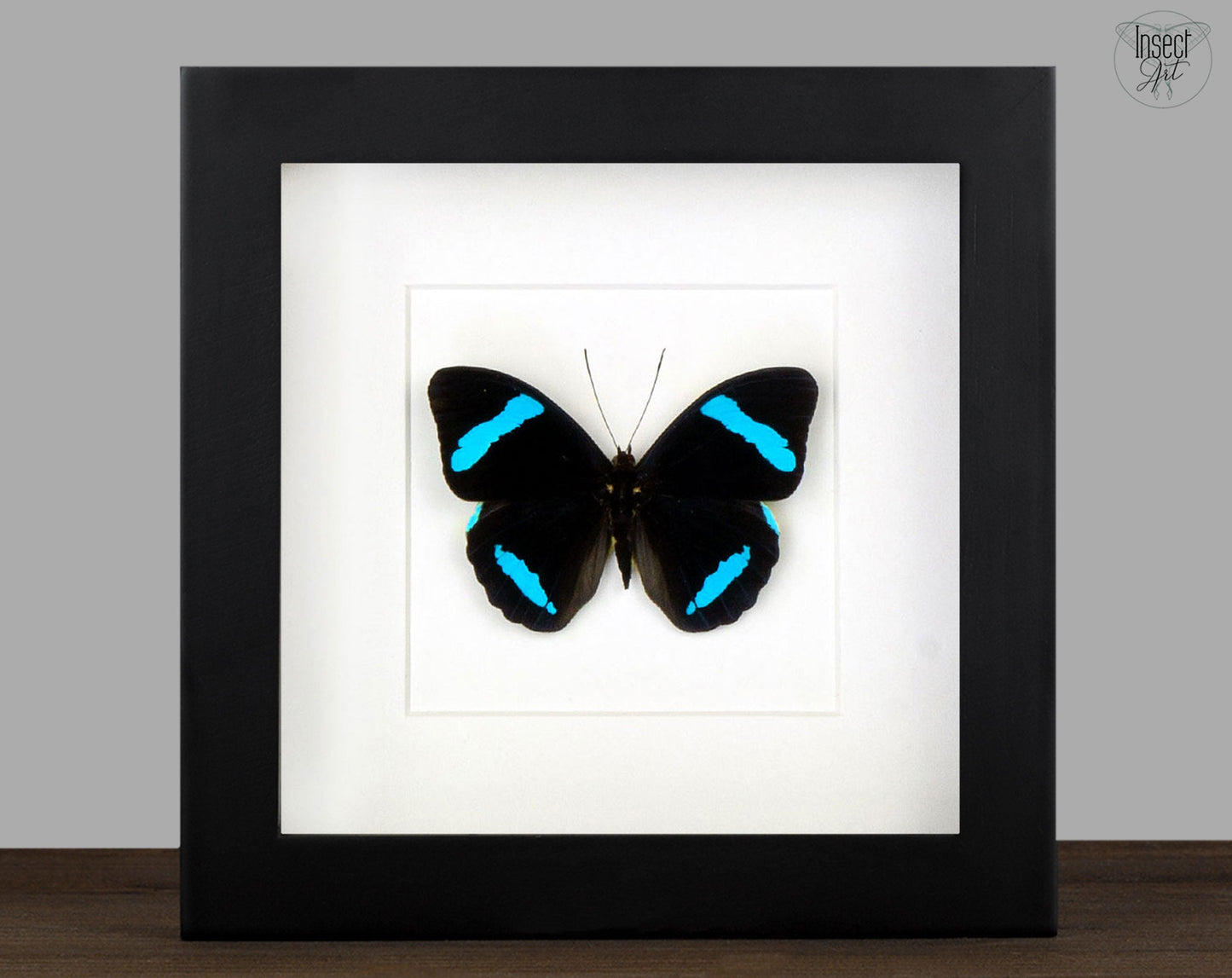 Nessaea hewitsoni ♂  Schmetterling InsectArt