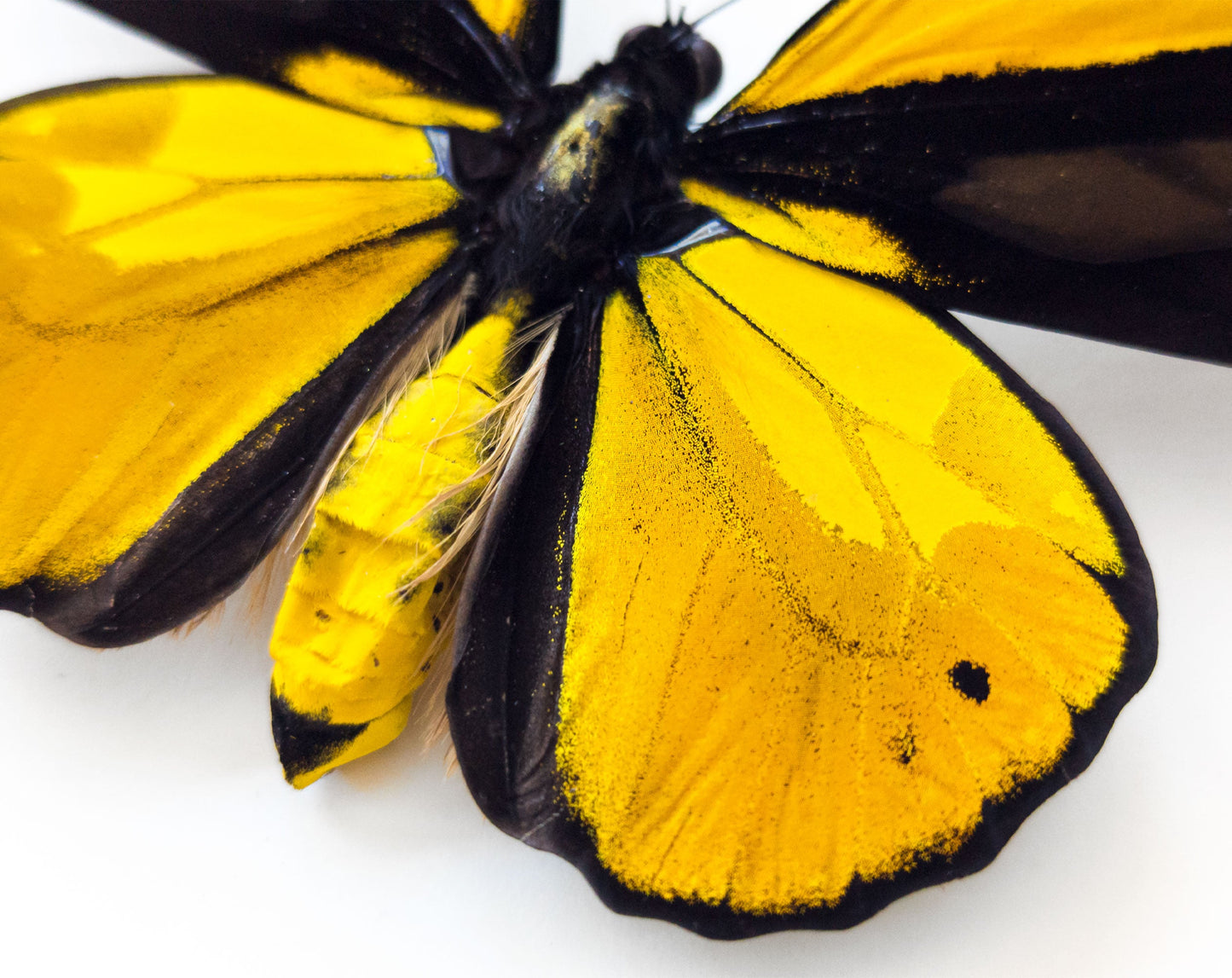 Ornithoptera croesus lydius ♂  Schmetterling InsectArt