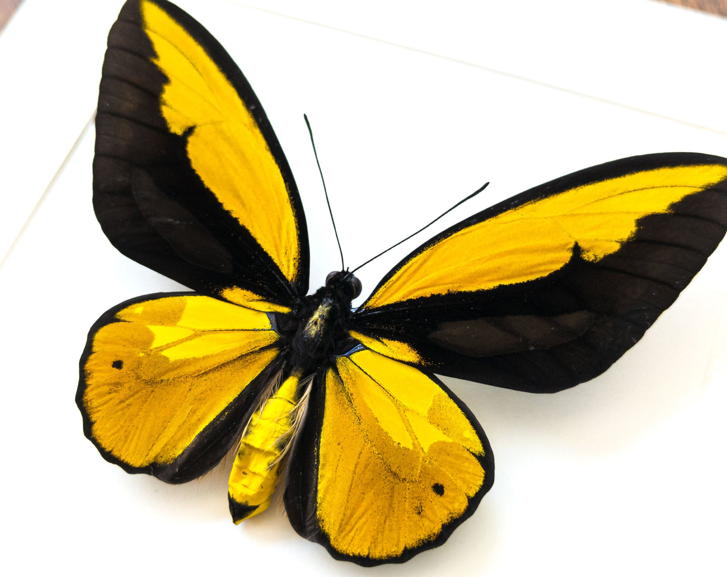 Ornithoptera croesus lydius ♂  Schmetterling InsectArt