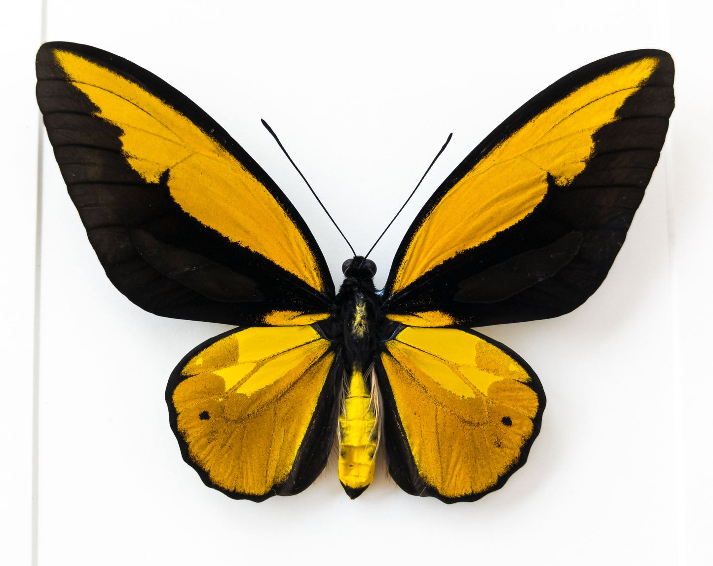 Ornithoptera croesus lydius ♂  Schmetterling InsectArt