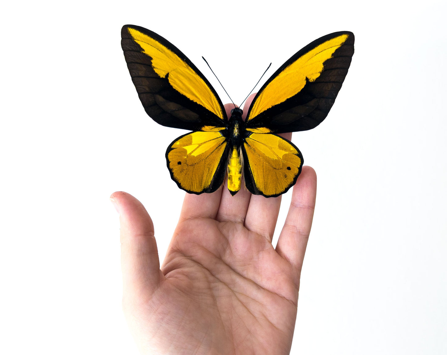 Ornithoptera croesus lydius ♂  Schmetterling InsectArt