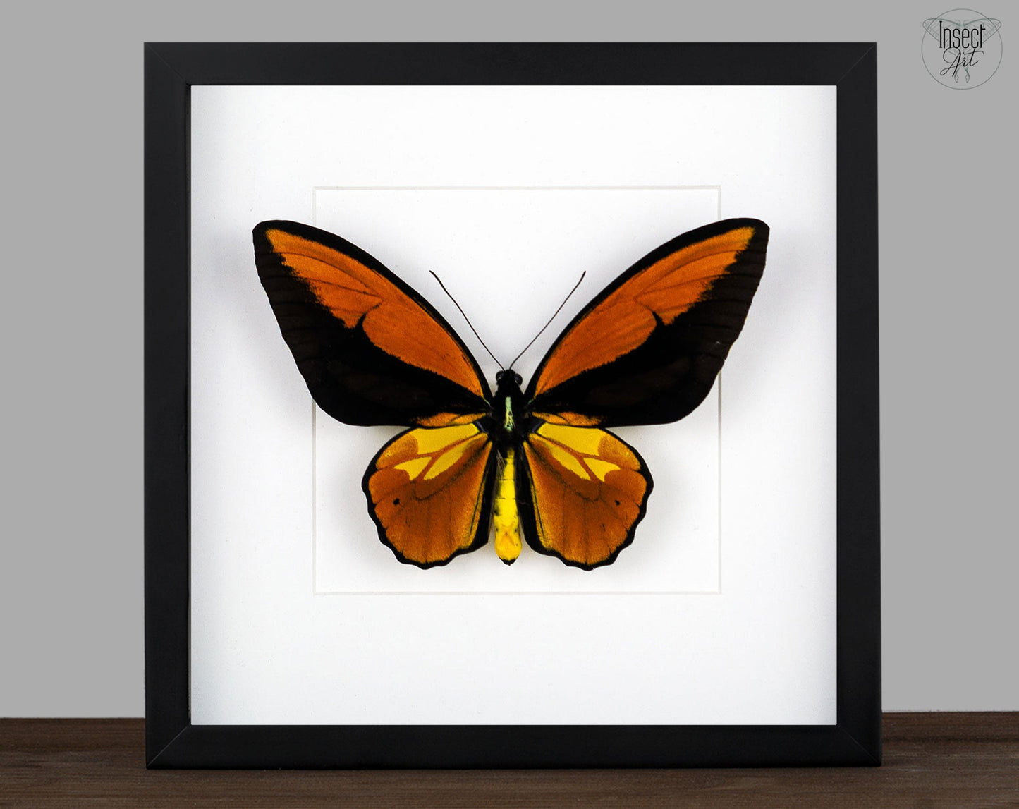 Ornithoptera croesus lydius ♂  Schmetterling InsectArt