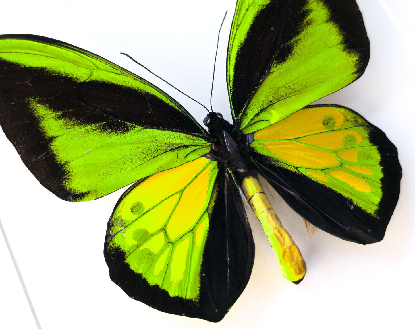 Ornithoptera procus XXL ♂  Schmetterling InsectArt
