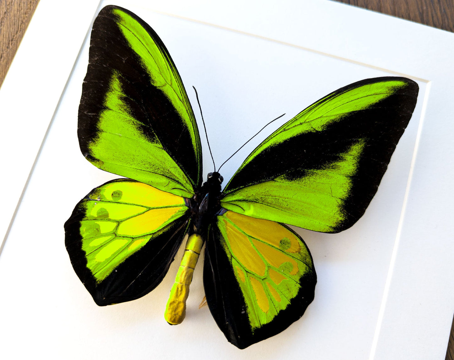 Ornithoptera procus XXL ♂  Schmetterling InsectArt