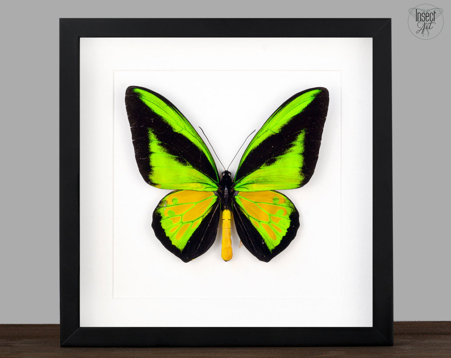 Ornithoptera procus XXL ♂  Schmetterling InsectArt
