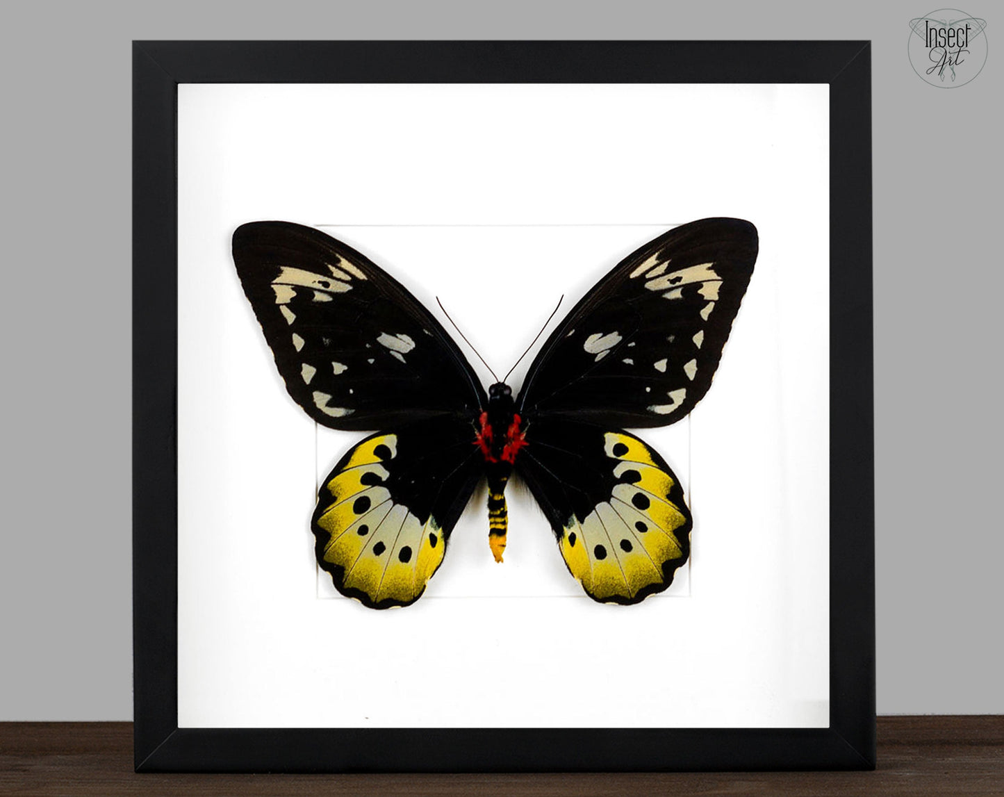 Ornithoptera goliath samson (VERSO) ♀  Schmetterling InsectArt