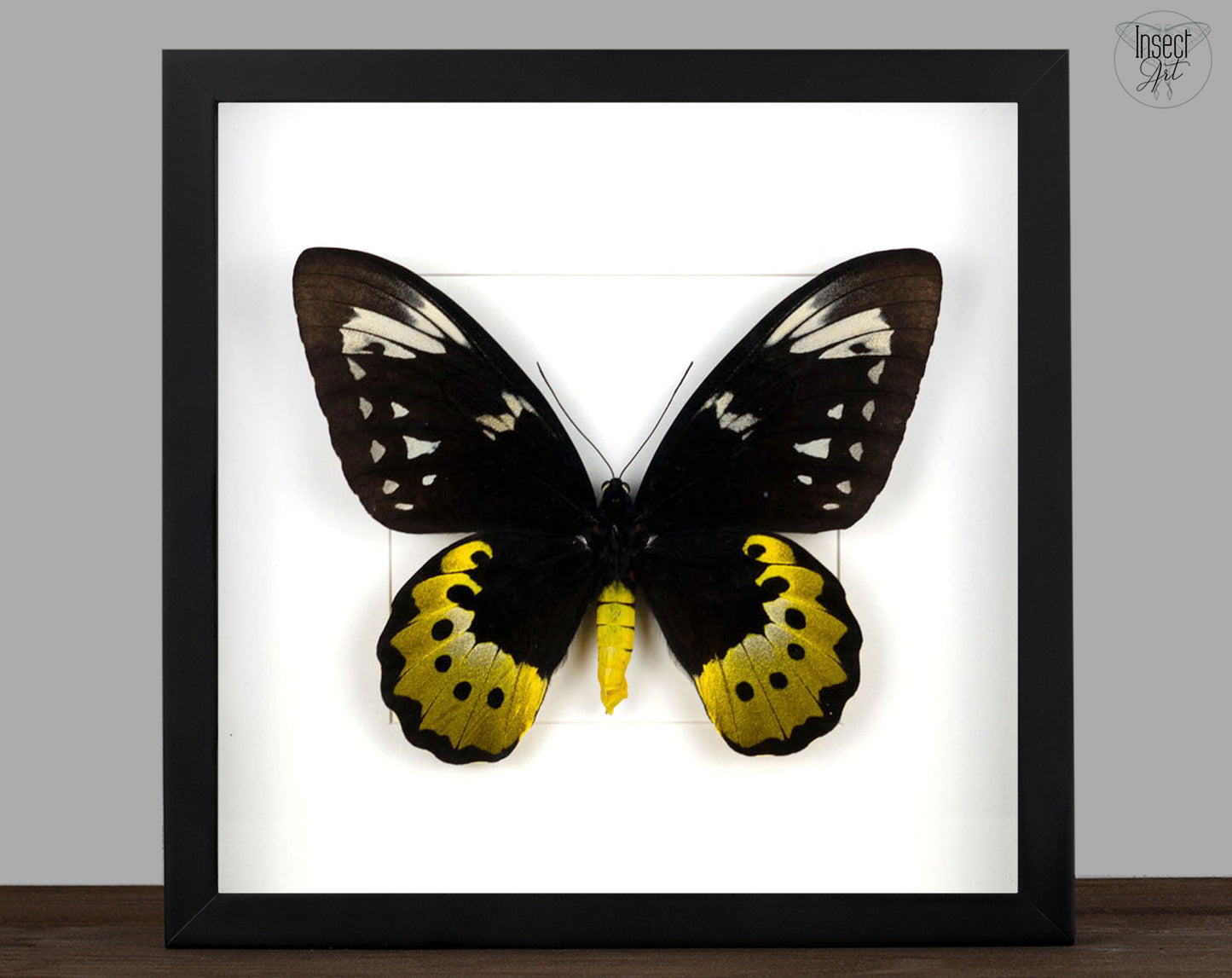 Ornithoptera goliath samson ♀  Schmetterling InsectArt