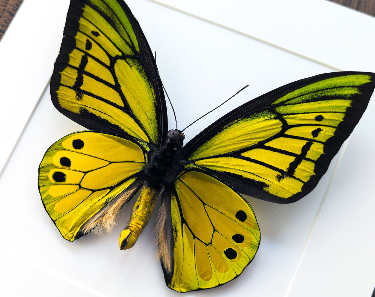 Ornithoptera goliath samson (VERSO) ♂  Schmetterling InsectArt