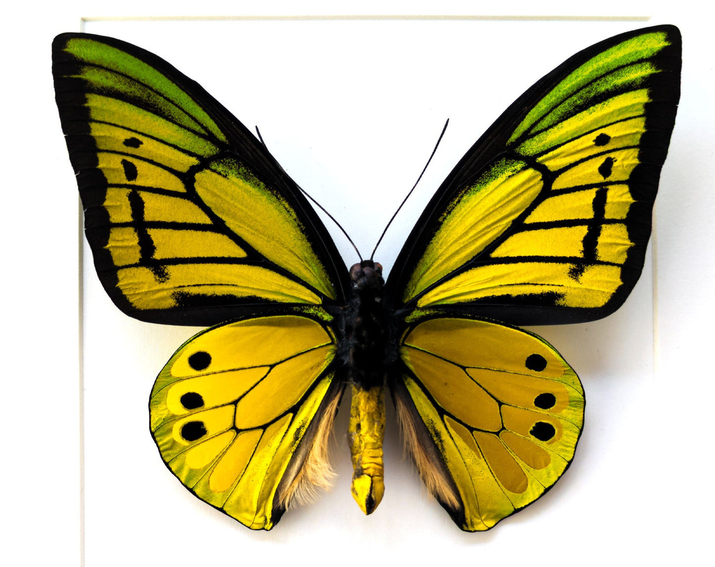 Ornithoptera goliath samson (VERSO) ♂  Schmetterling InsectArt