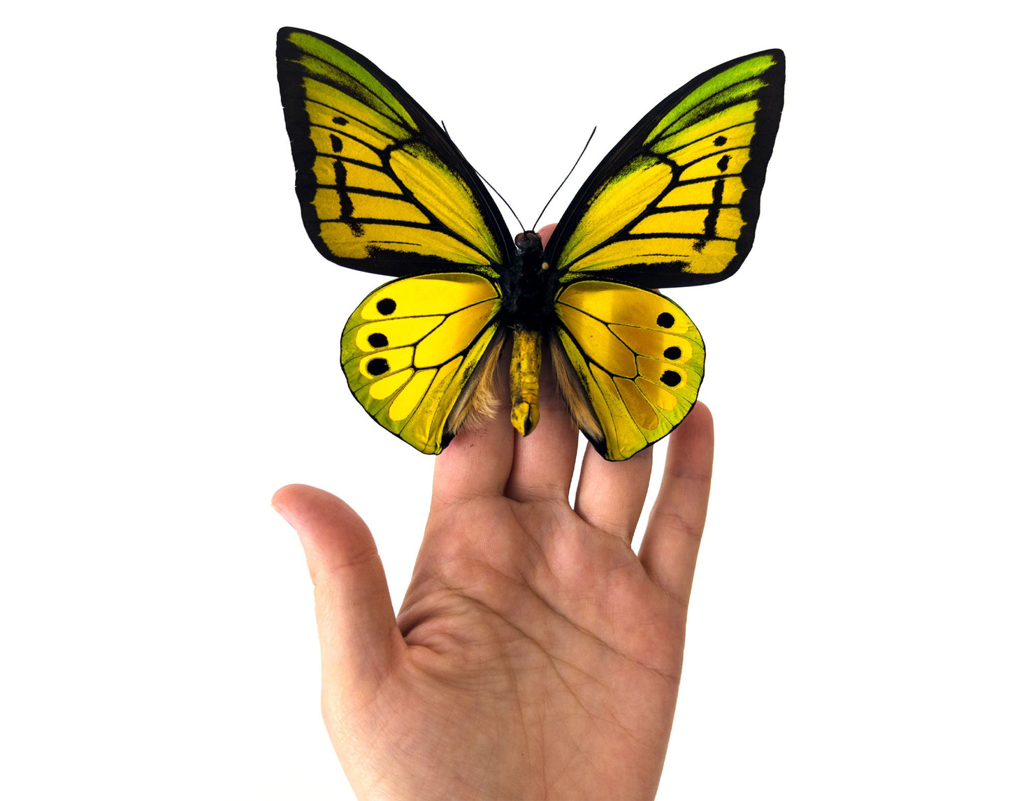 Ornithoptera goliath samson (VERSO) ♂  Schmetterling InsectArt