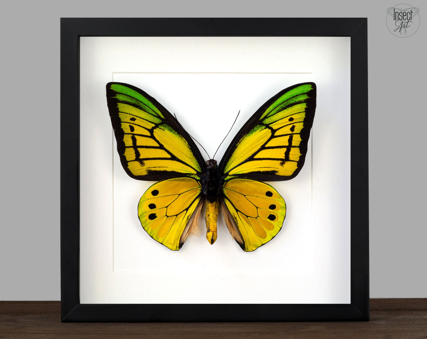 Ornithoptera goliath samson (VERSO) ♂  Schmetterling InsectArt