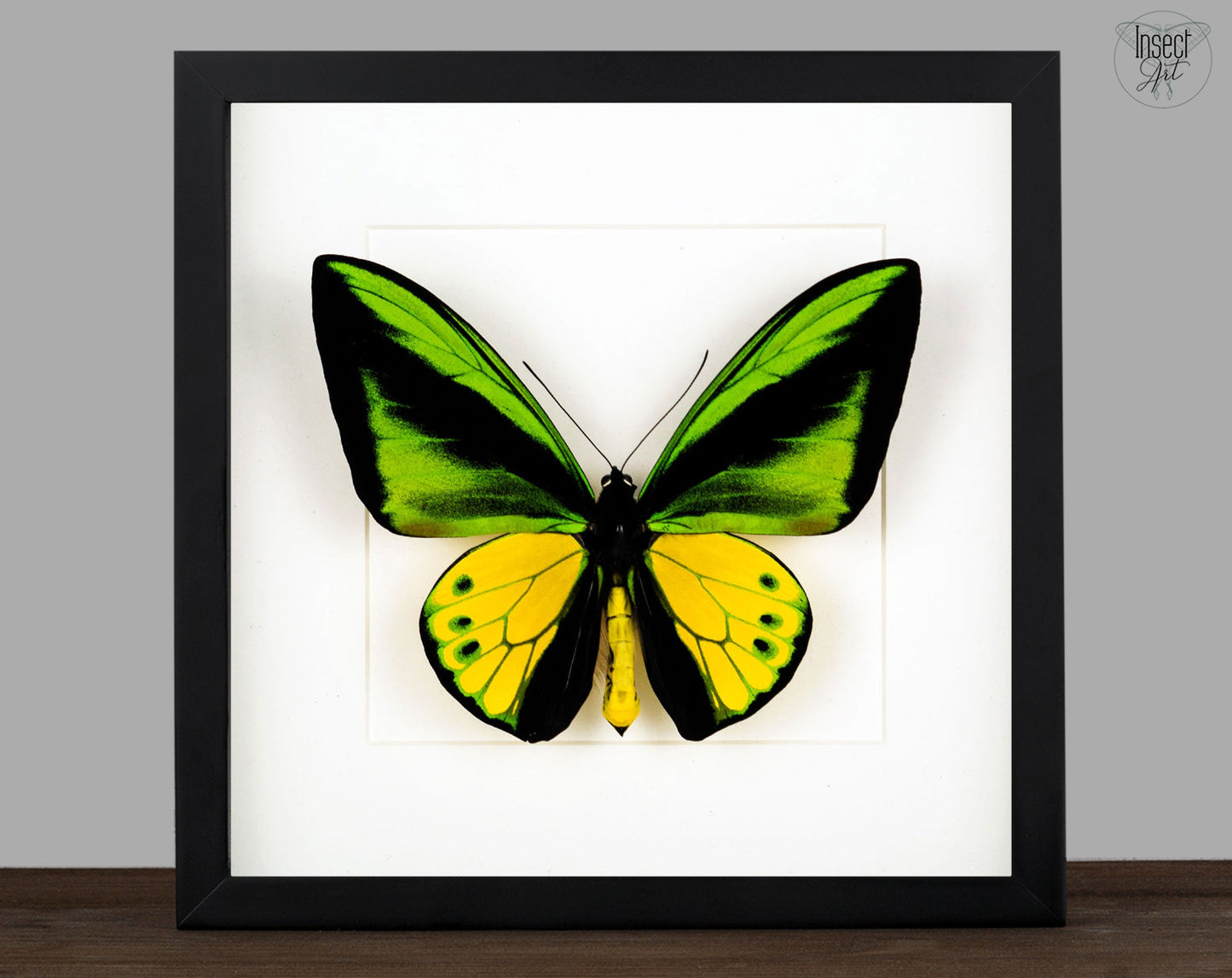 Ornithoptera goliath samson ♂  Schmetterling InsectArt