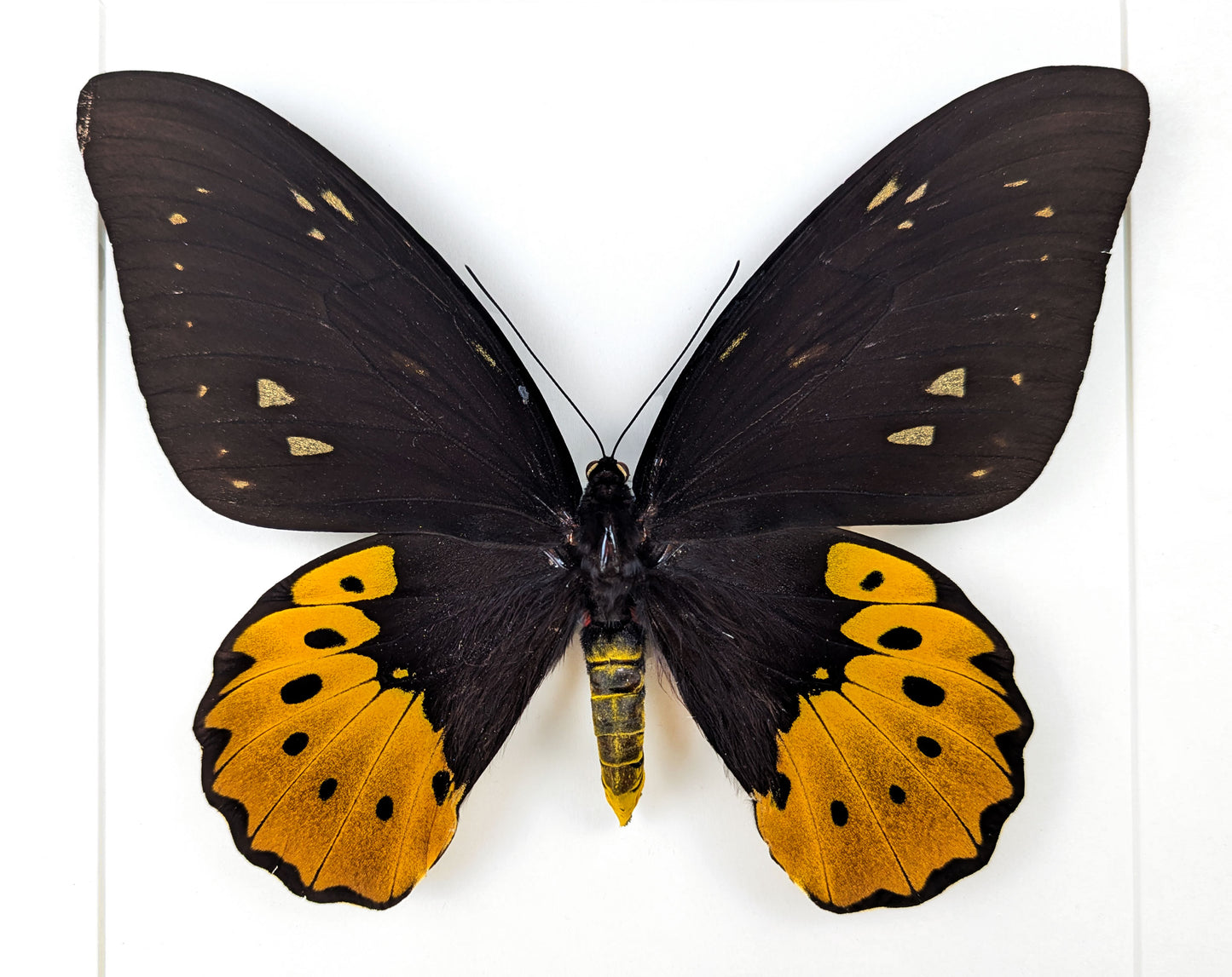 XL Ornithoptera goliath titan Weibchen, präparierter Schmetterling im Rahmen