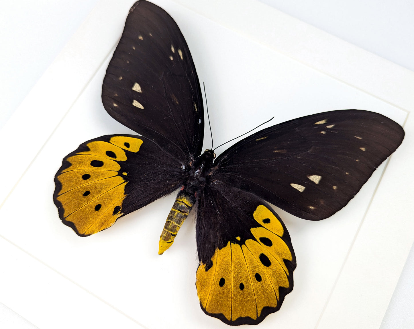 XL Ornithoptera goliath titan Weibchen, präparierter Schmetterling im Rahmen