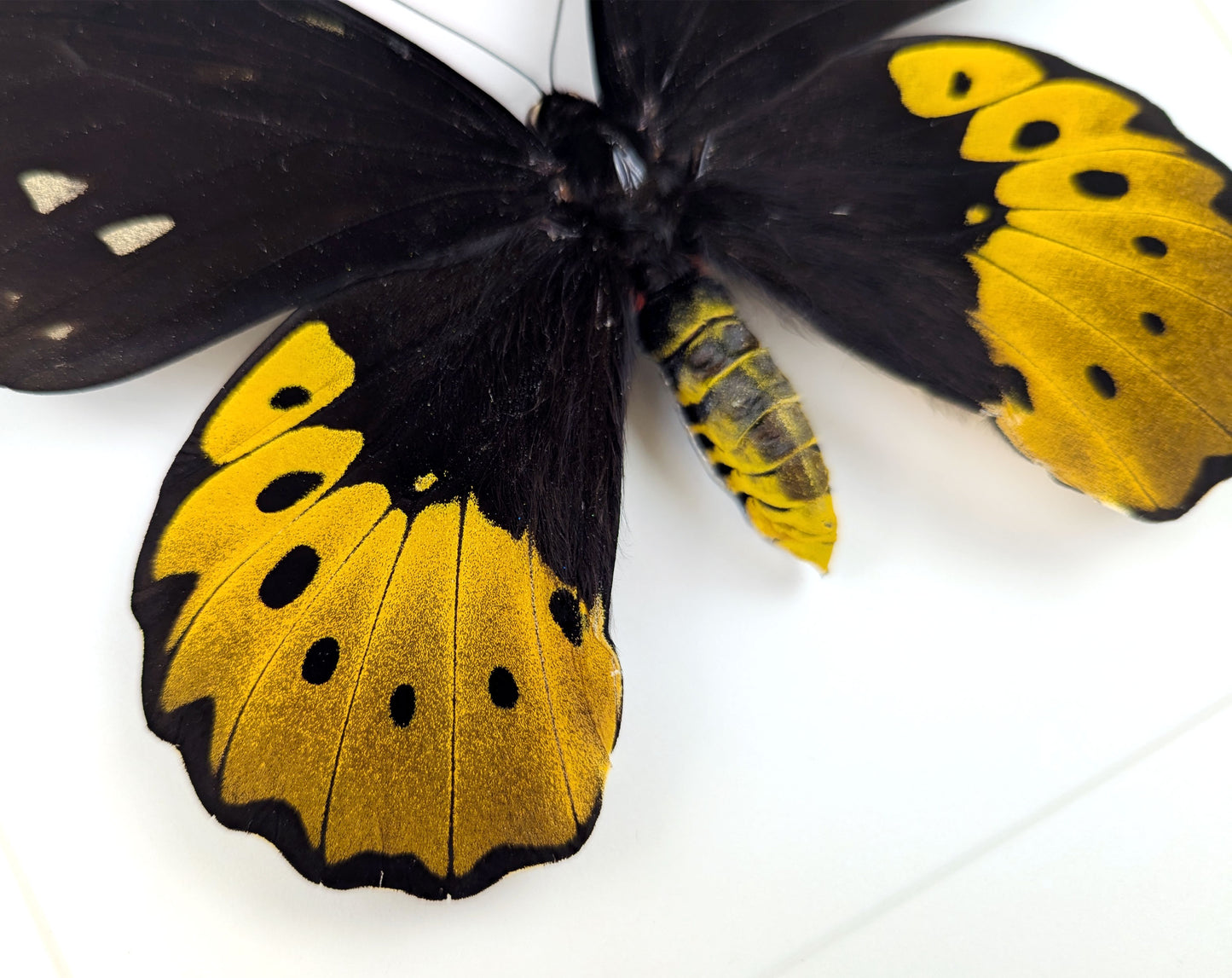 XL Ornithoptera goliath titan Weibchen, präparierter Schmetterling im Rahmen