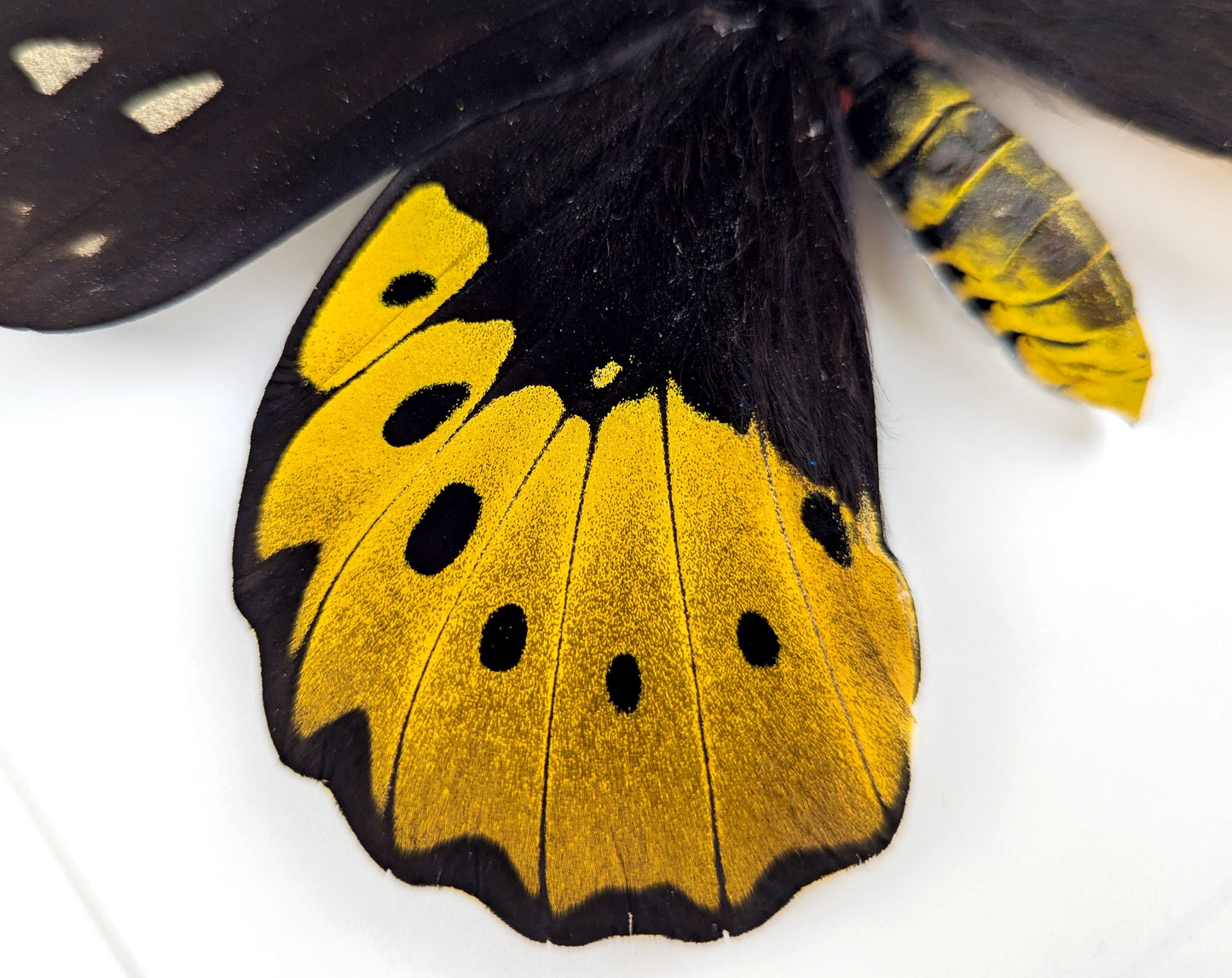 XL Ornithoptera goliath titan Weibchen, präparierter Schmetterling im Rahmen