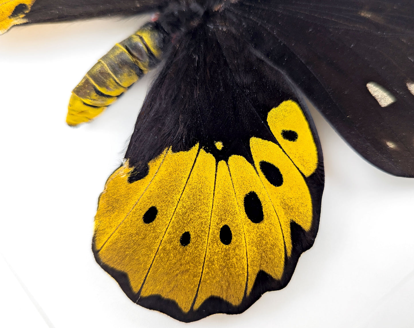 XL Ornithoptera goliath titan Weibchen, präparierter Schmetterling im Rahmen