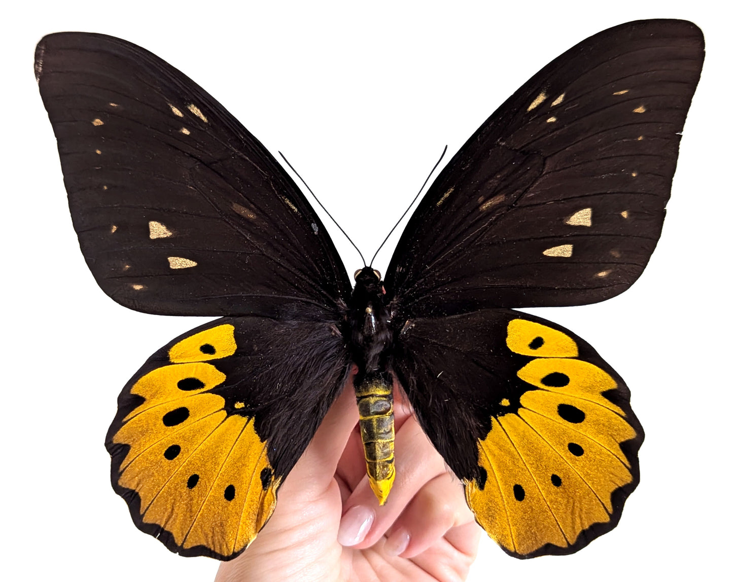 XL Ornithoptera goliath titan Weibchen, präparierter Schmetterling im Rahmen
