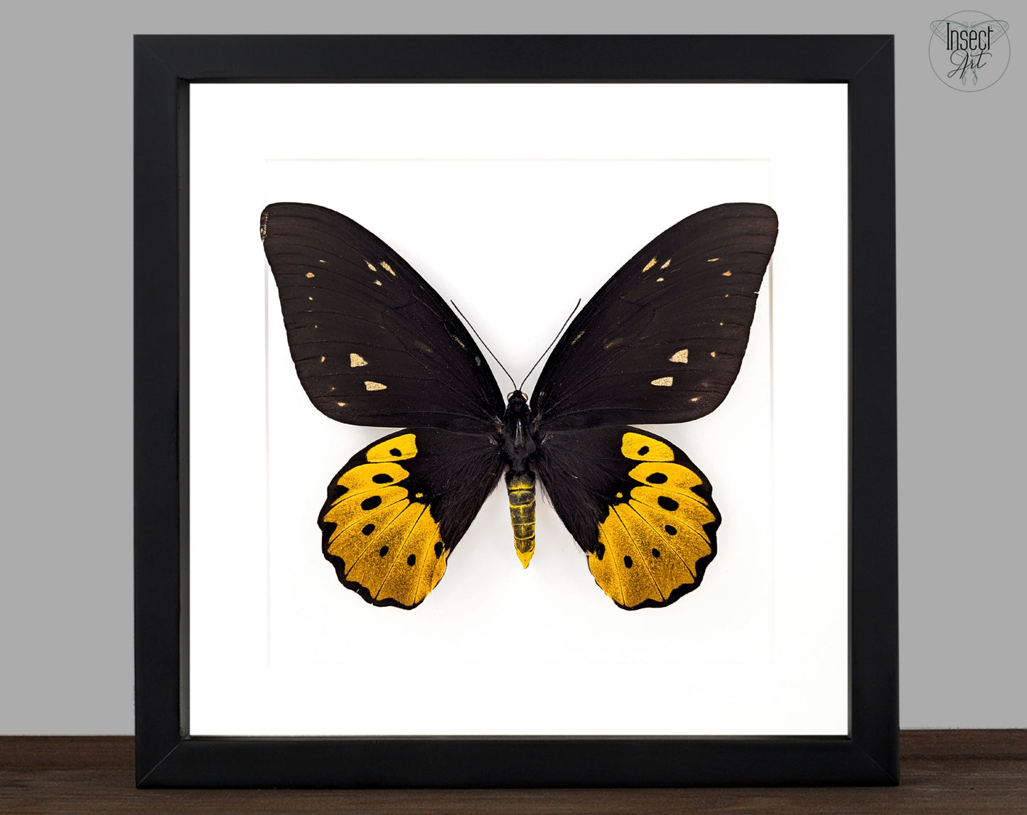 XL Ornithoptera goliath titan Weibchen, präparierter Schmetterling im Rahmen