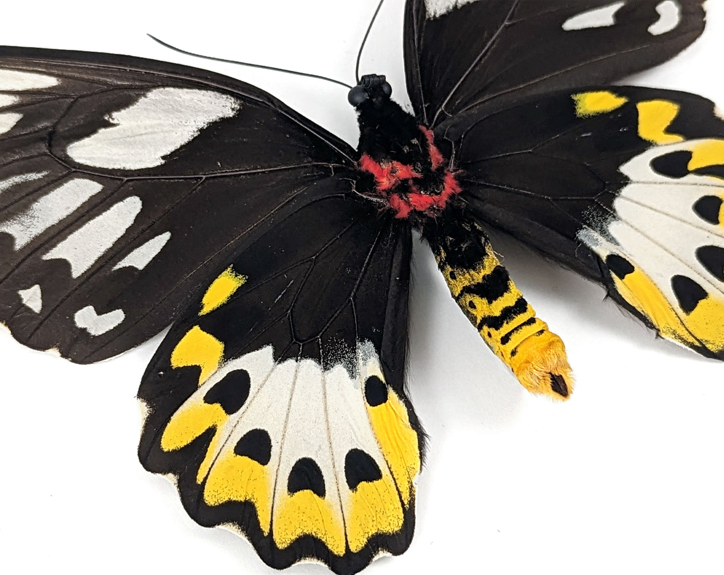 Ornithoptera priamus poseidon (VERSO) ♀  Schmetterling InsectArt