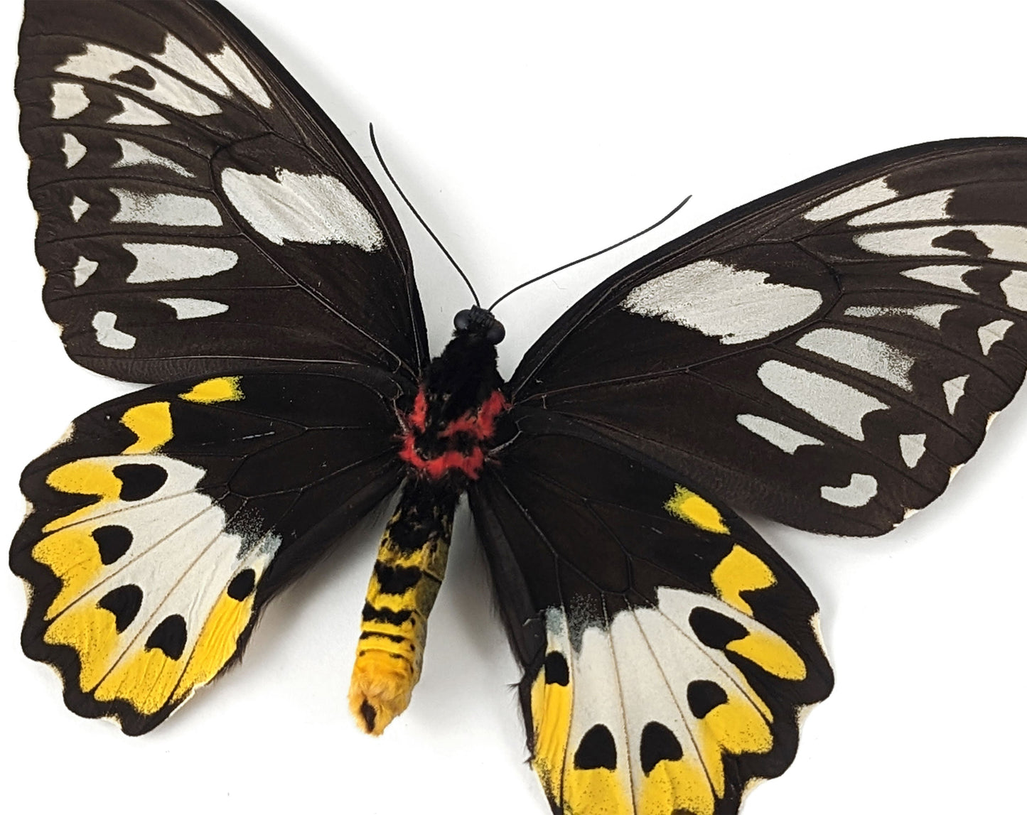 Ornithoptera priamus poseidon (VERSO) ♀  Schmetterling InsectArt