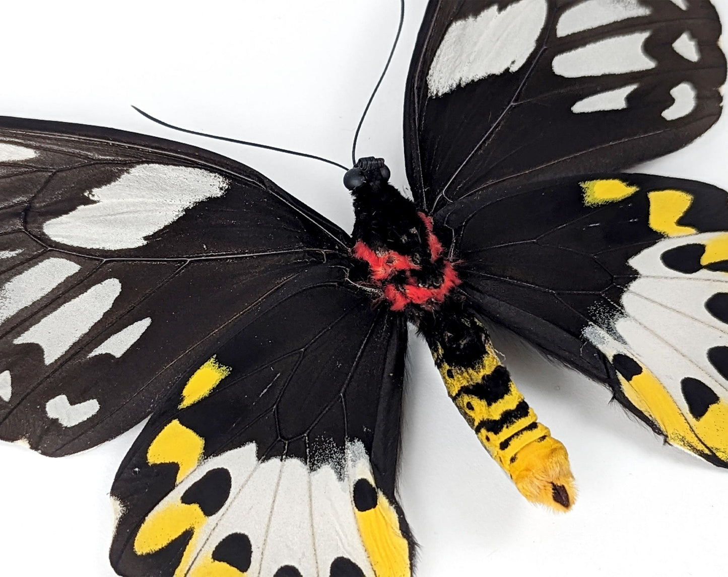 Ornithoptera priamus poseidon (VERSO) ♀  Schmetterling InsectArt