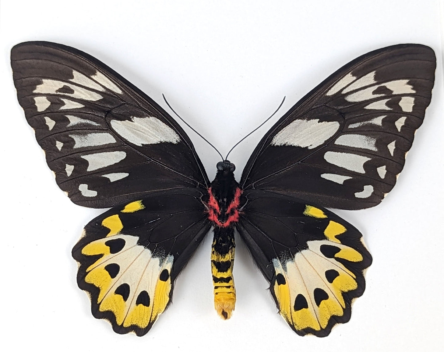 Ornithoptera priamus poseidon (VERSO) ♀  Schmetterling InsectArt