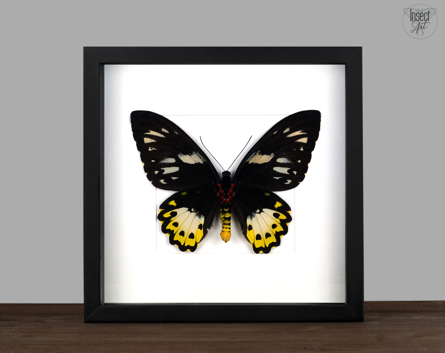 Ornithoptera priamus poseidon (VERSO) ♀  Schmetterling InsectArt