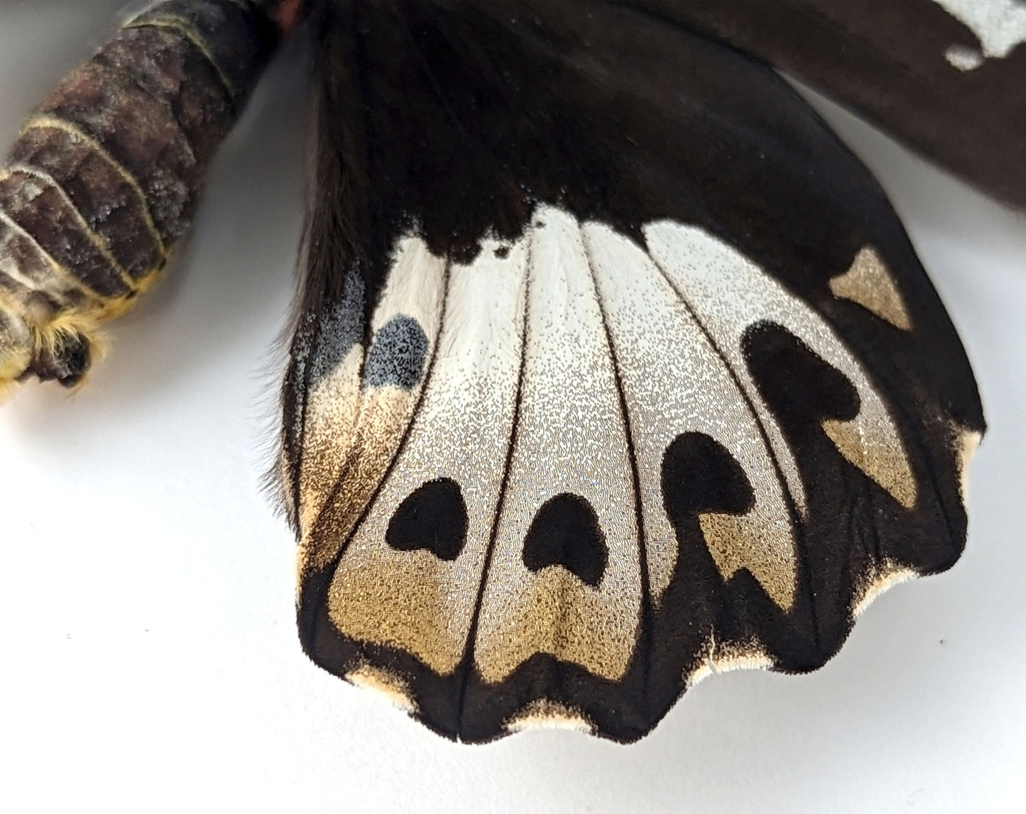 Ornithoptera priamus poseidon ♀  Schmetterling InsectArt