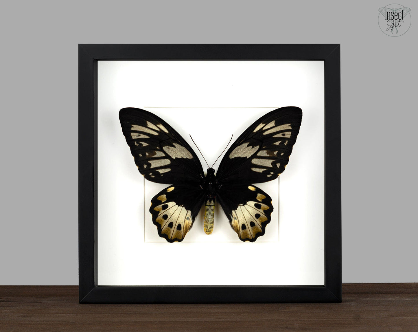 Ornithoptera priamus poseidon ♀  Schmetterling InsectArt