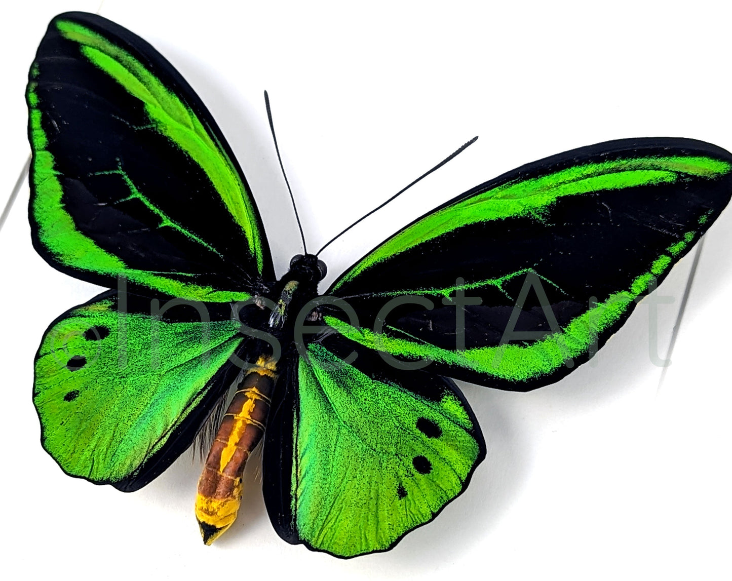 Ornithoptera priamus poseidon ♂  Schmetterling InsectArt