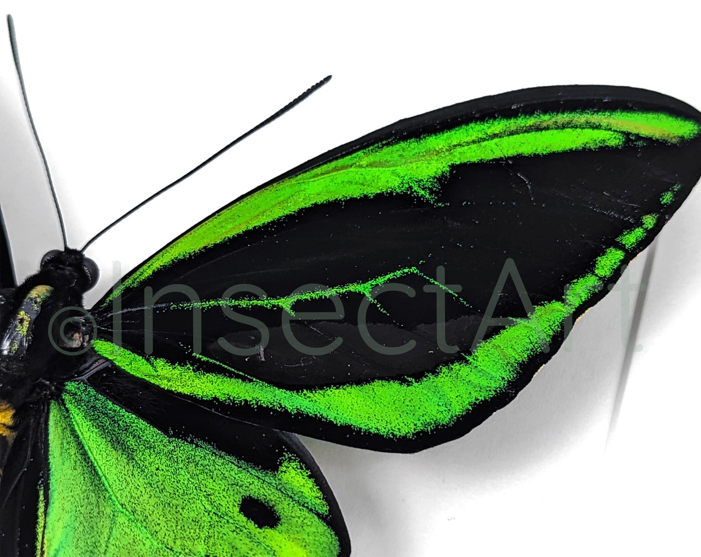 Ornithoptera priamus poseidon ♂  Schmetterling InsectArt