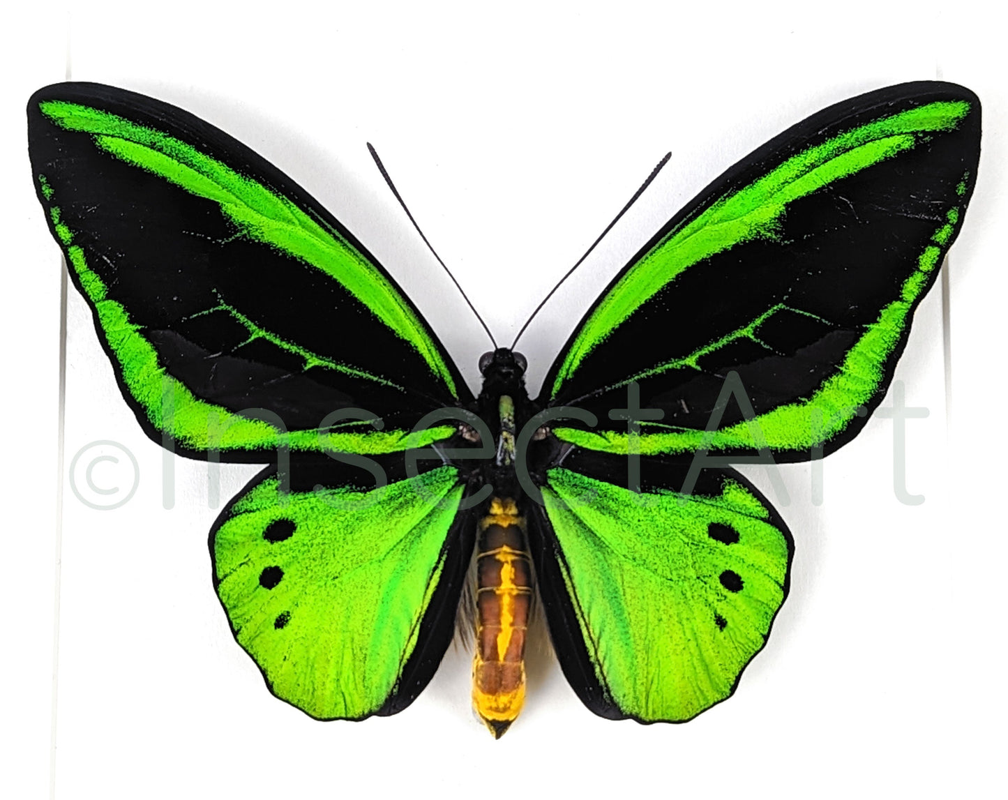 Ornithoptera priamus poseidon ♂  Schmetterling InsectArt