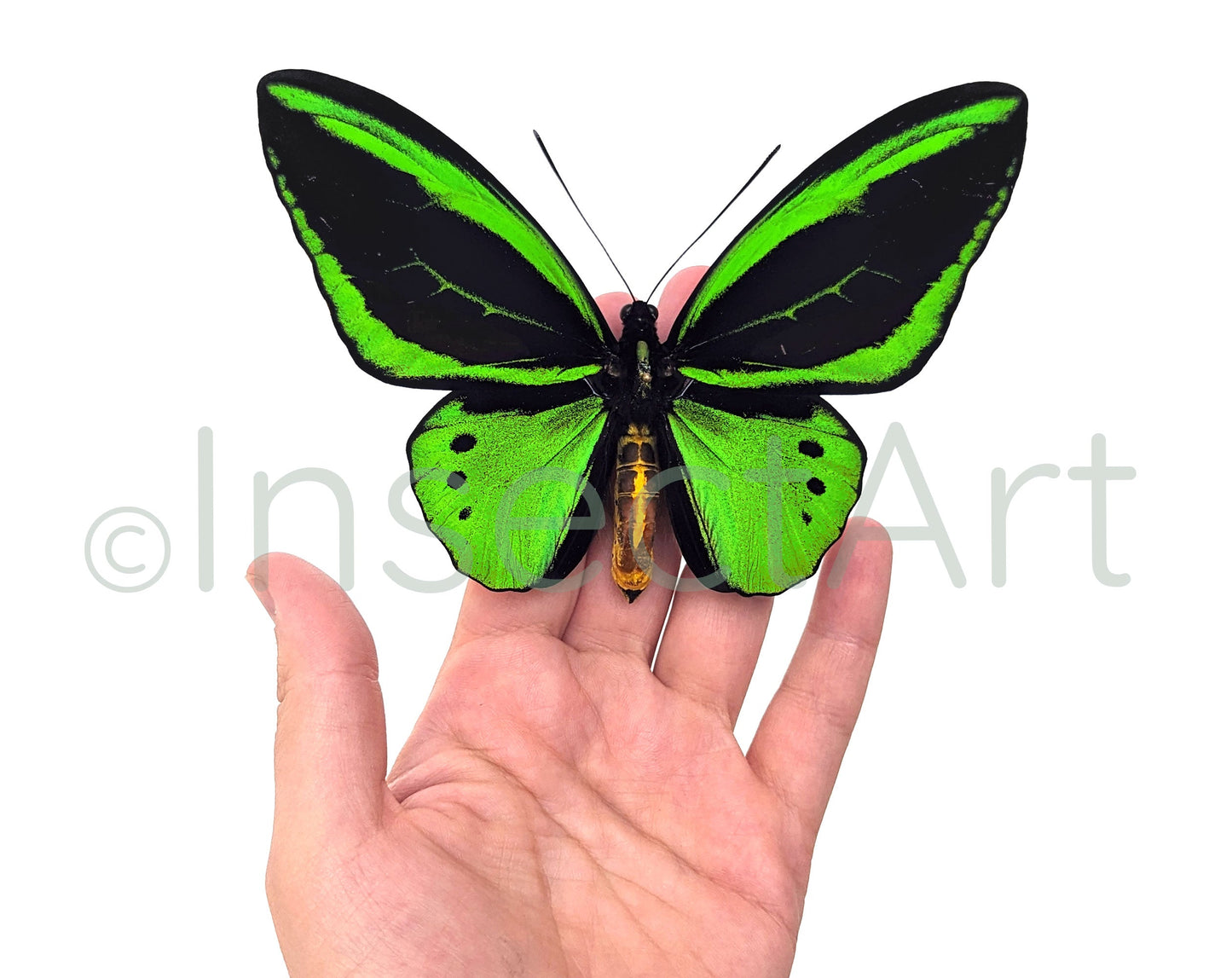 Ornithoptera priamus poseidon ♂  Schmetterling InsectArt