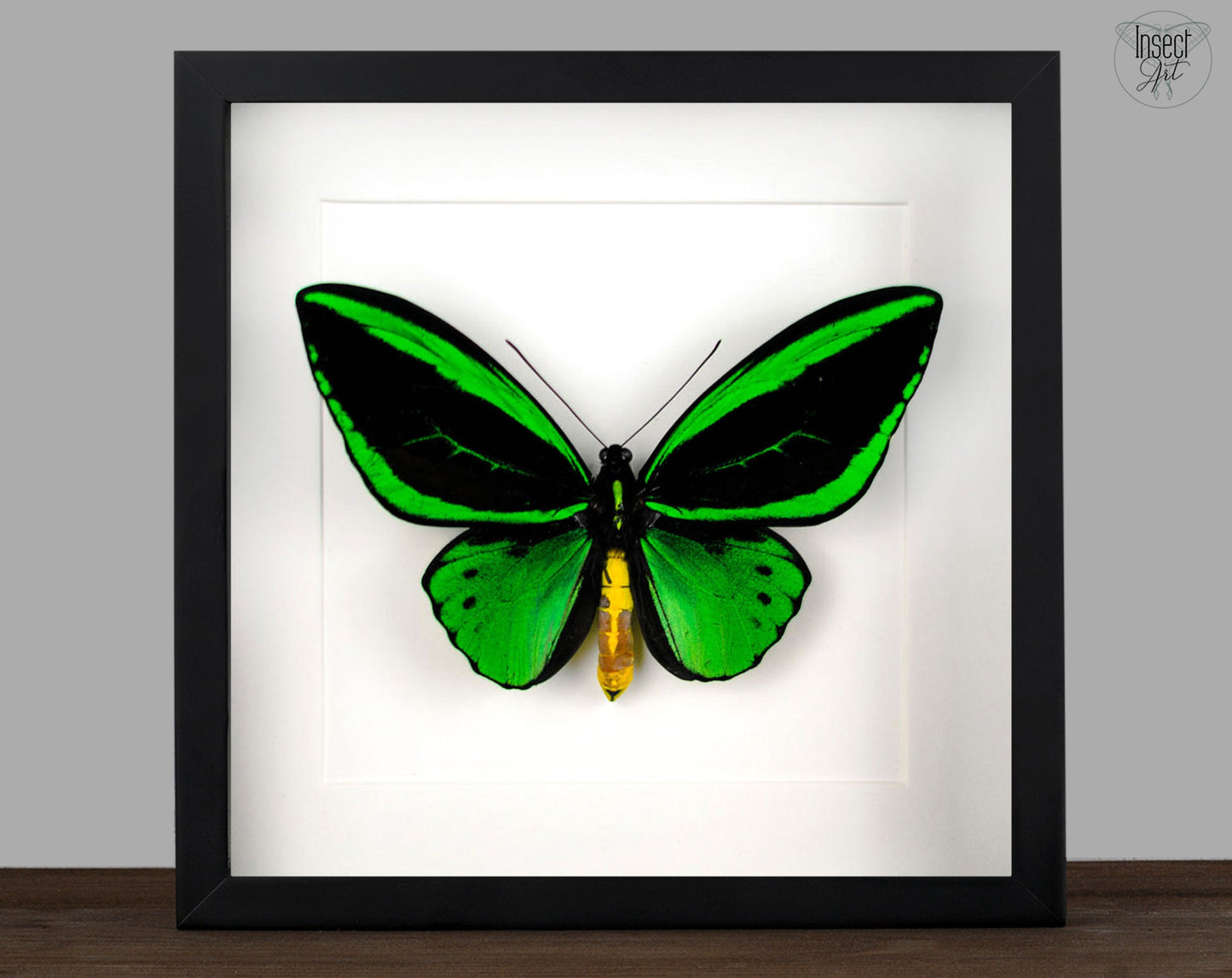 Ornithoptera priamus poseidon ♂  Schmetterling InsectArt