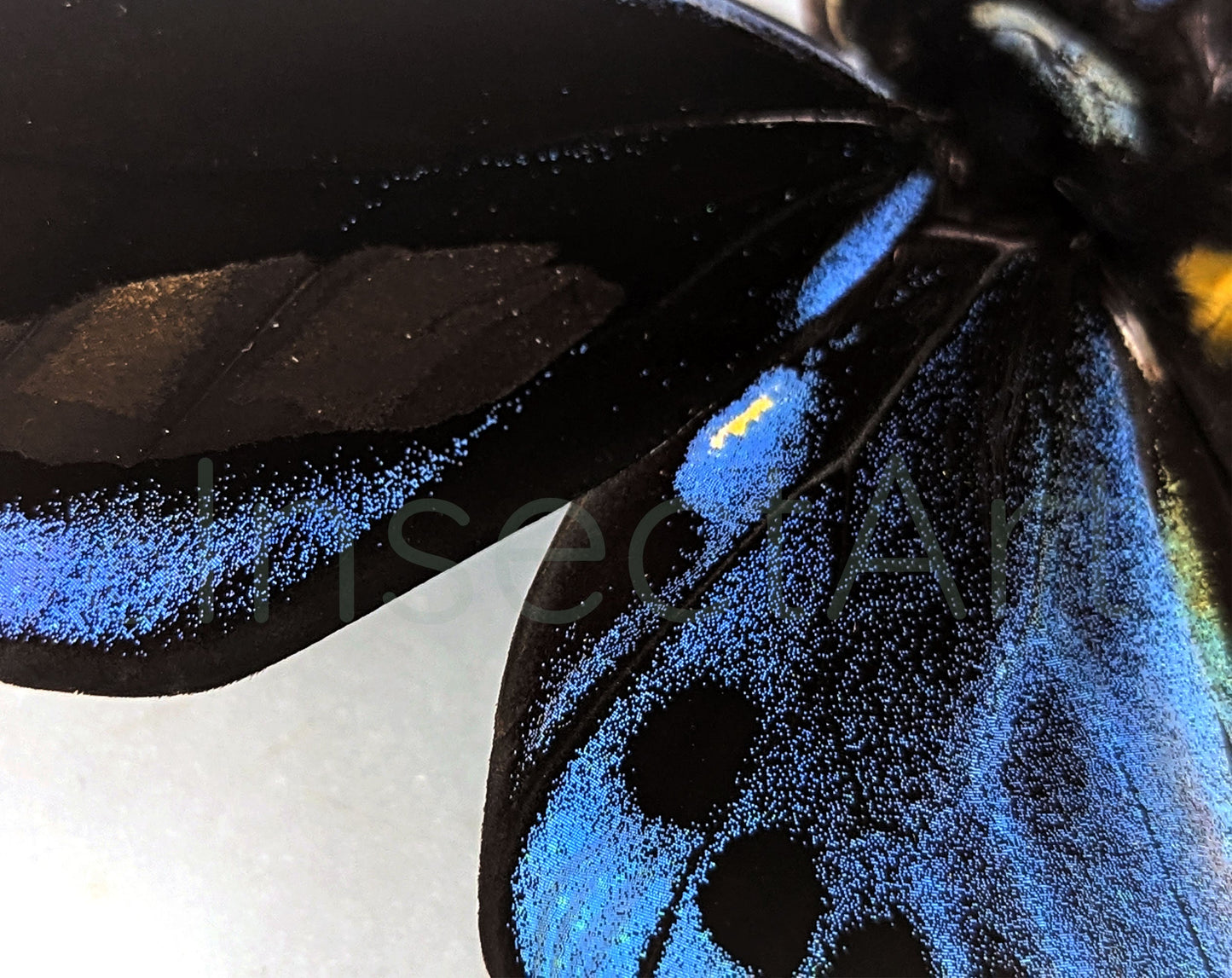 Ornithoptera priamus urvillianus ♂  Schmetterling InsectArt