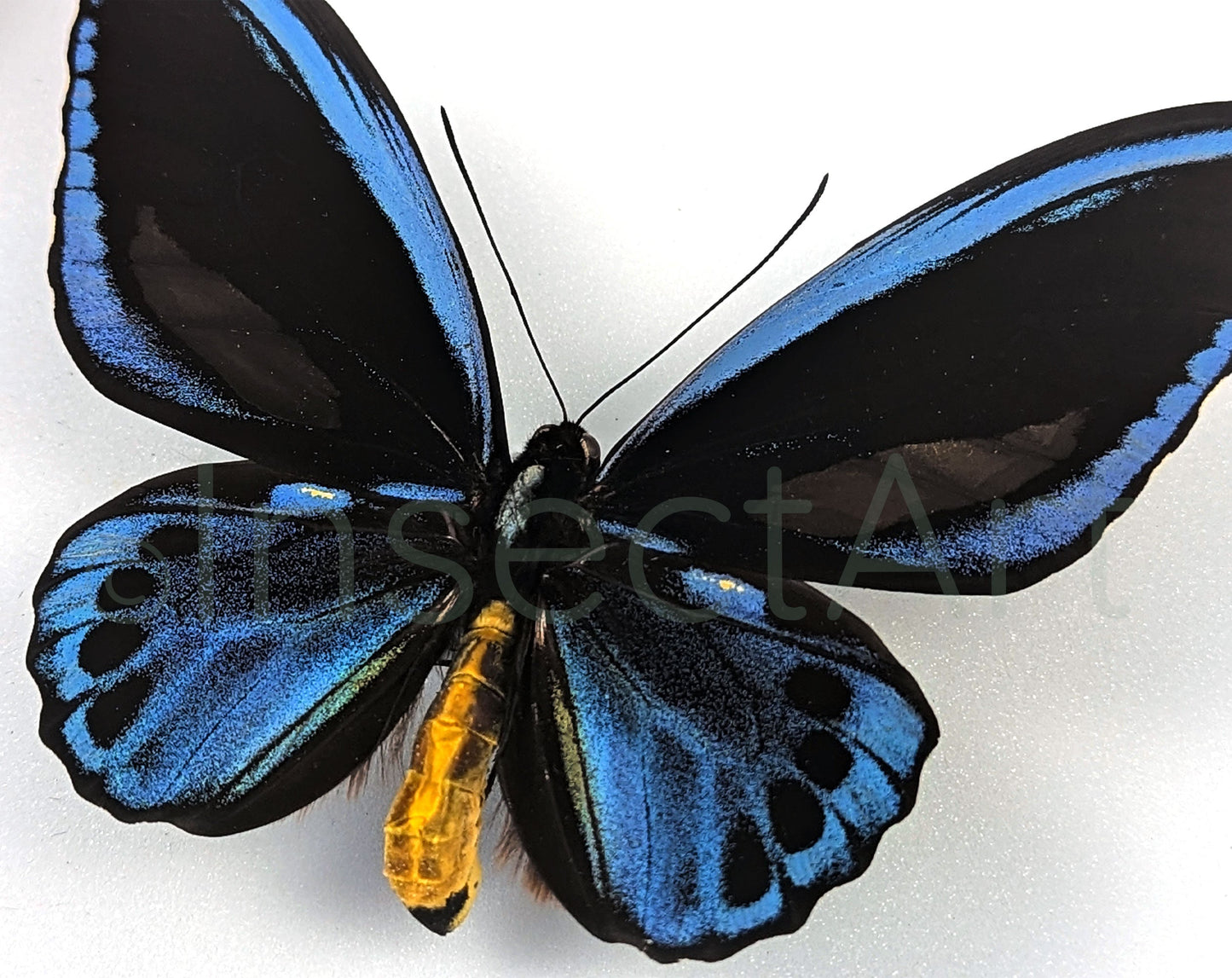 Ornithoptera priamus urvillianus ♂  Schmetterling InsectArt