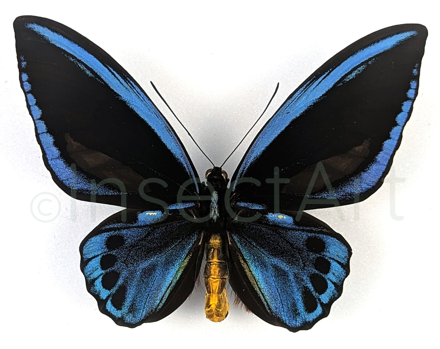 Ornithoptera priamus urvillianus ♂  Schmetterling InsectArt