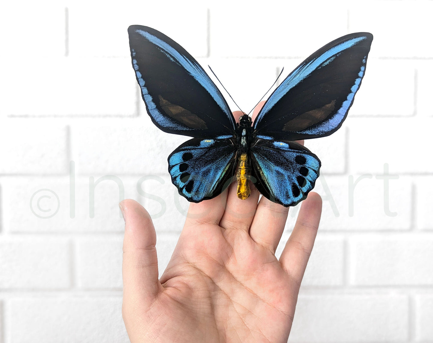 Ornithoptera priamus urvillianus ♂  Schmetterling InsectArt