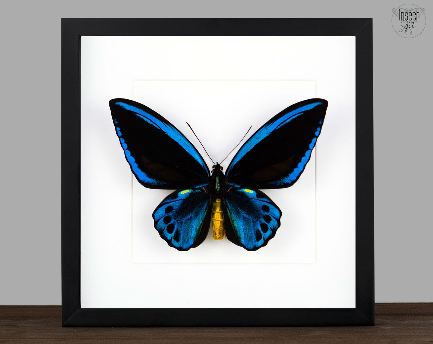 Ornithoptera priamus urvillianus ♂  Schmetterling InsectArt