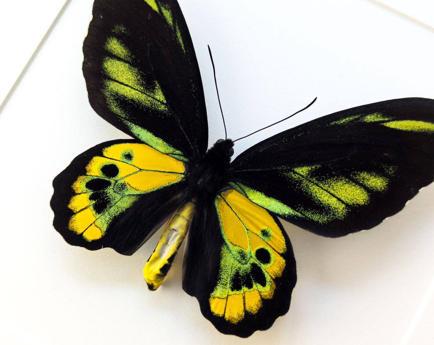 Ornithoptera rothschildi ♂  Schmetterling InsectArt