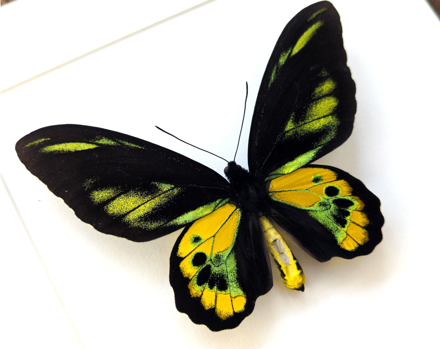 Ornithoptera rothschildi ♂  Schmetterling InsectArt