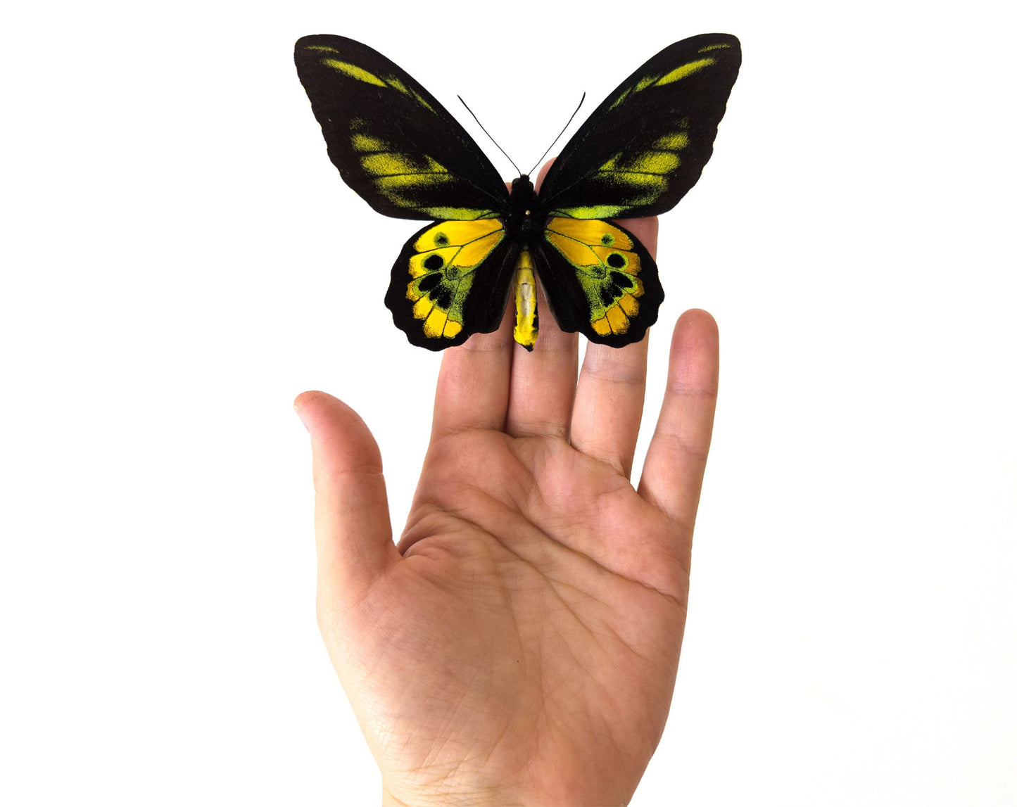 Ornithoptera rothschildi ♂  Schmetterling InsectArt