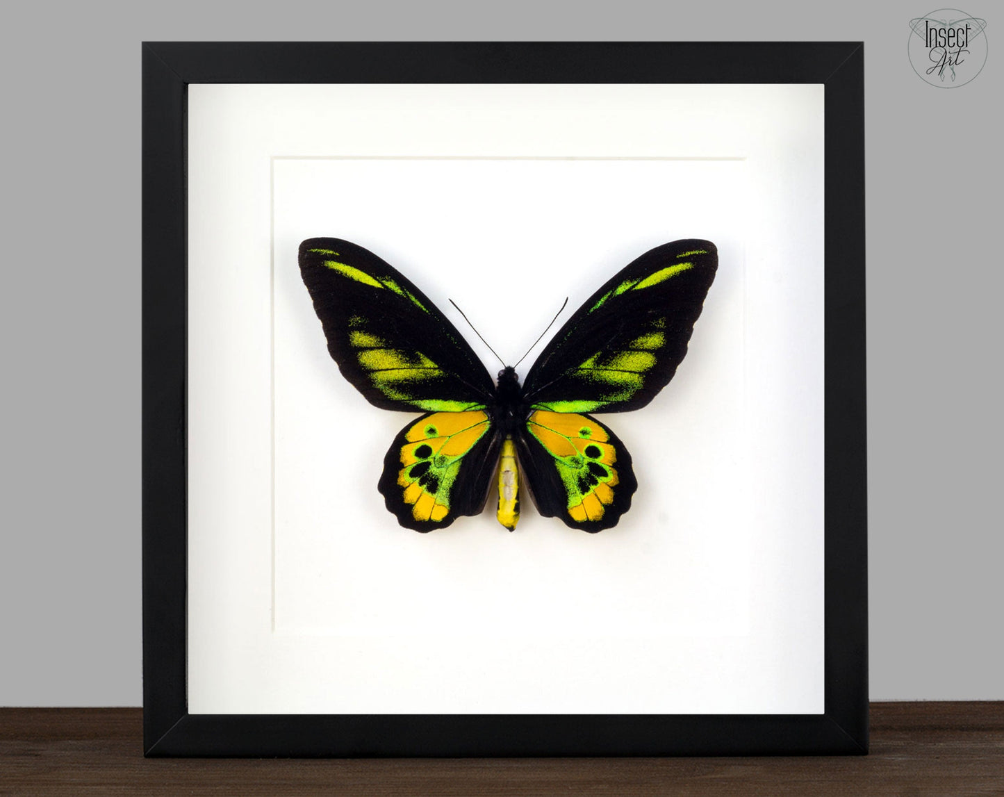 Ornithoptera rothschildi ♂  Schmetterling InsectArt